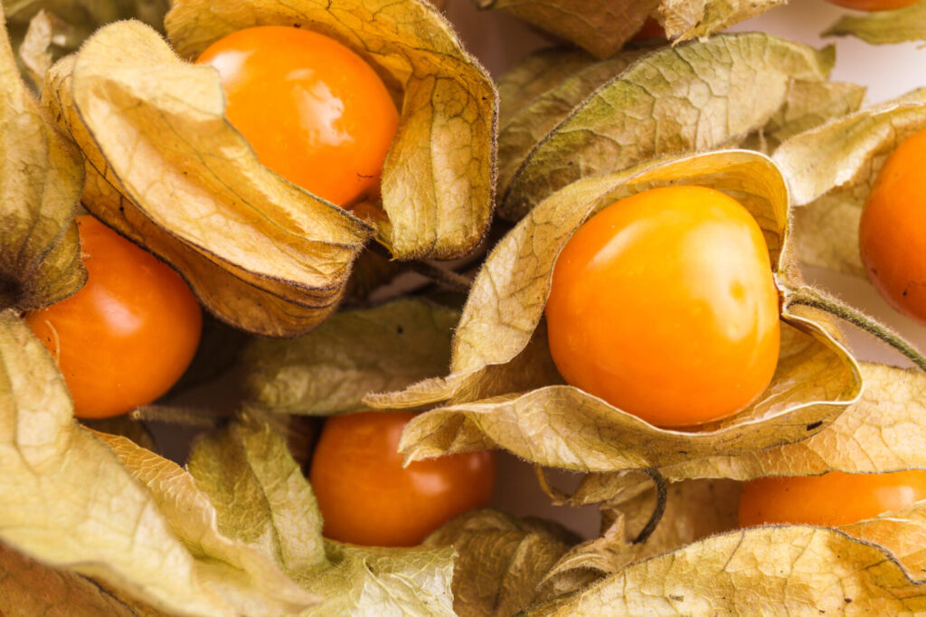 Mochyně peruánská / Physalis peruviana / Foto: Depositphotos