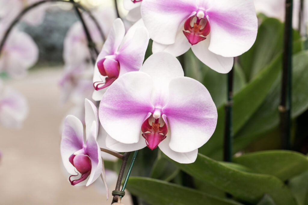 Orchidej / Foto: Depositphotos
