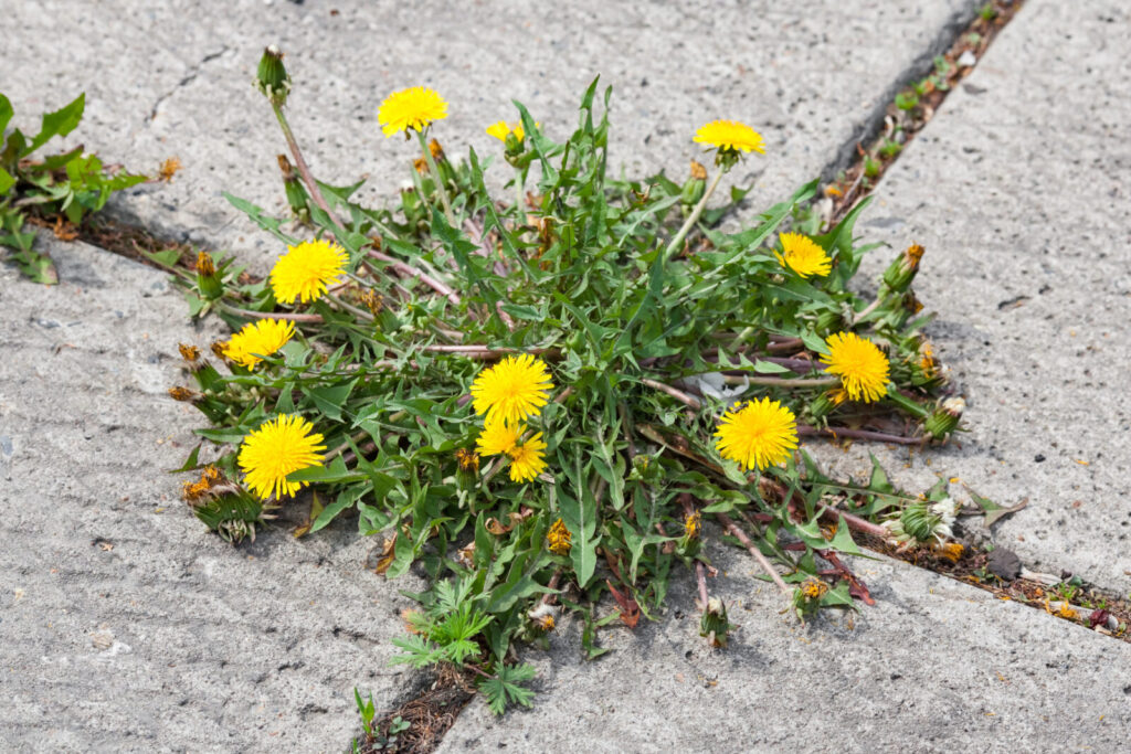Plevel ve spárách / Foto: Depositphotos