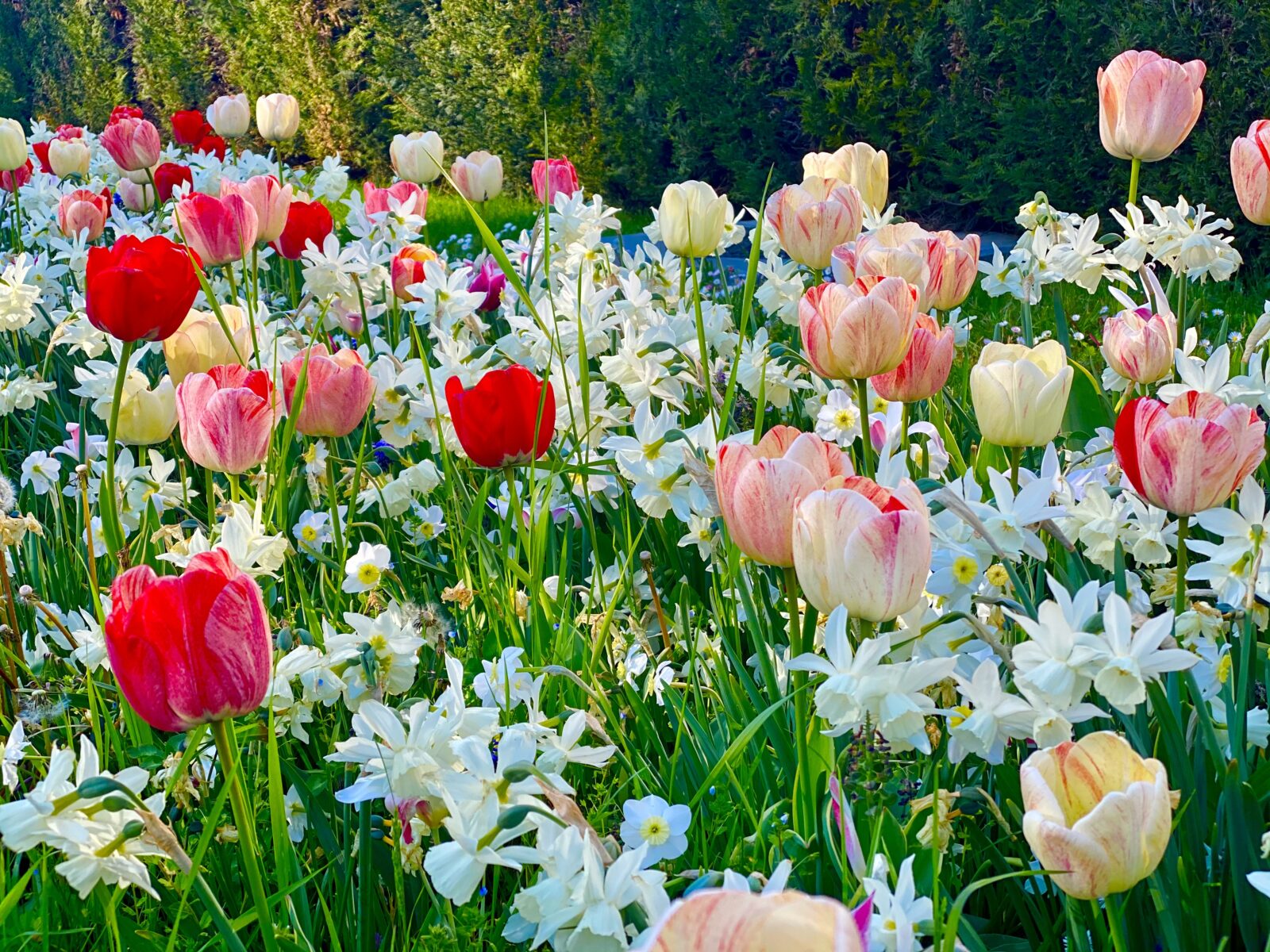 Tulipány a narcisy / Foto: Depositphotos