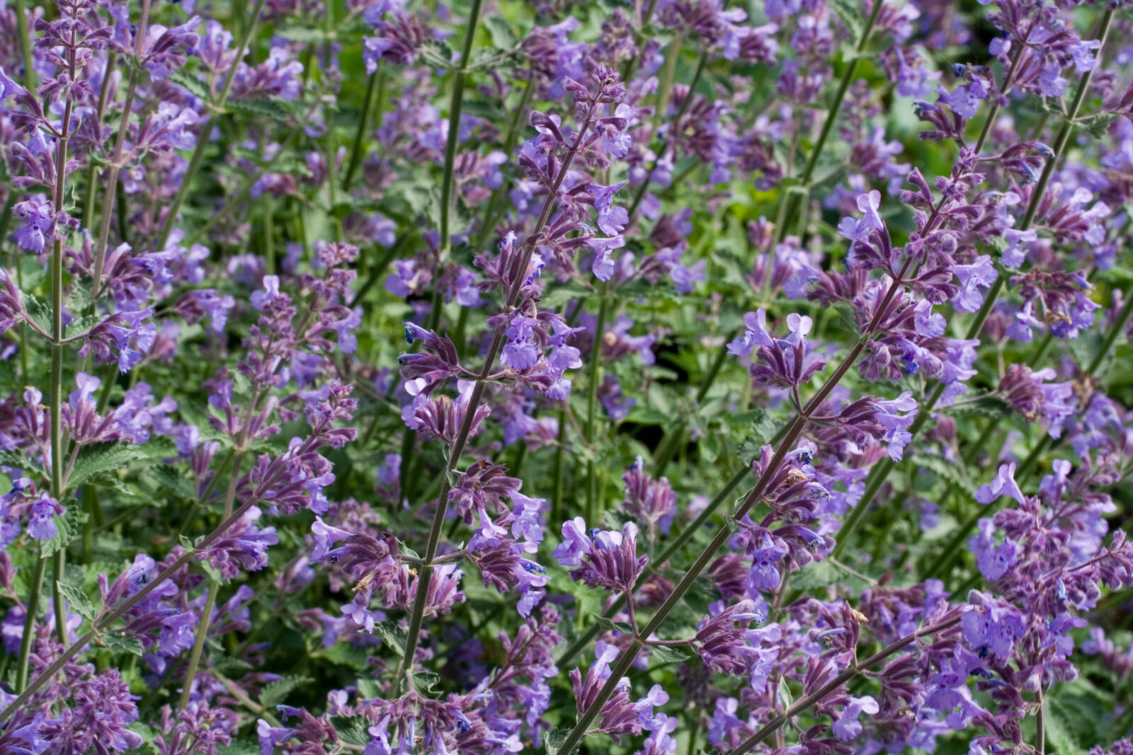 Šanta kočičí (Nepeta cataria) / Foto: Depositphotos
