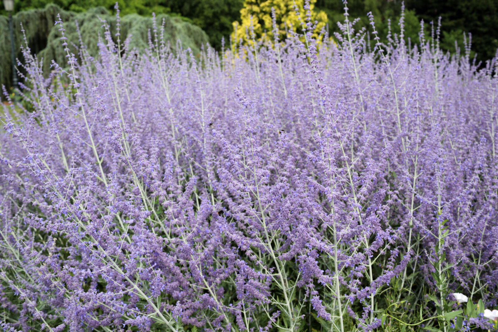 Perovskia atriplicifolia / Foto: Depositphotos