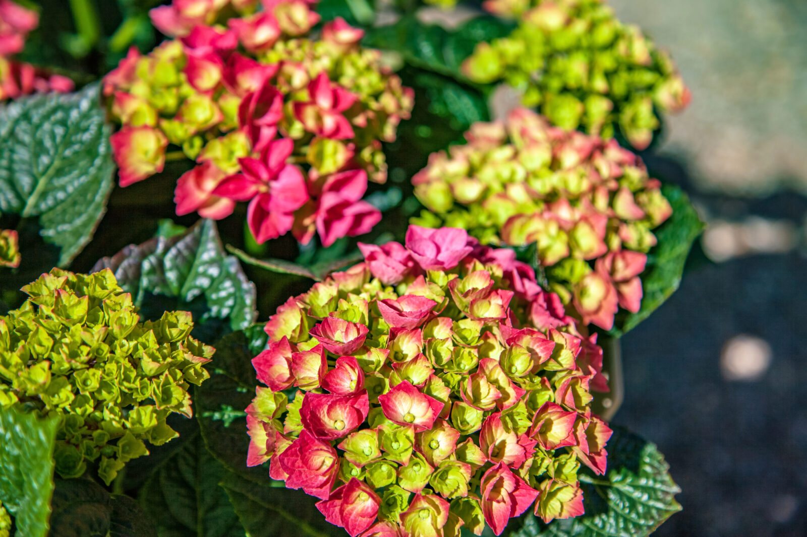 Hortenzie / Foto: Depositphotos