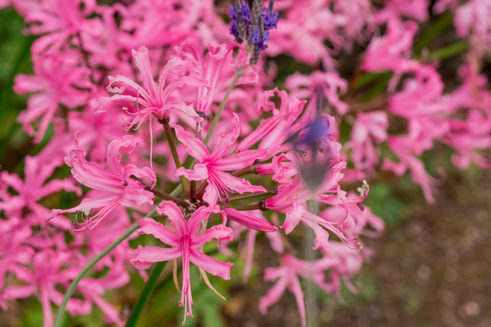 Nerine / Foto: Depositphotos