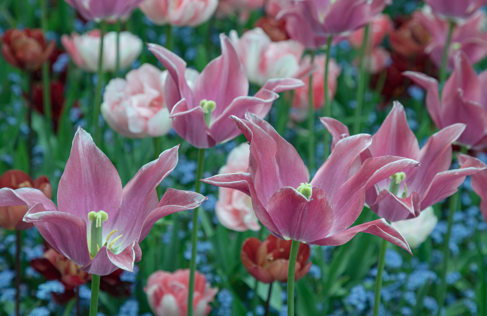 Tulipány / Foto: Depositphotos