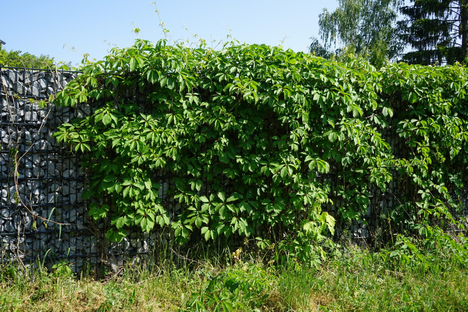 Parthenocissus vitacea / Foto: Depositphotos