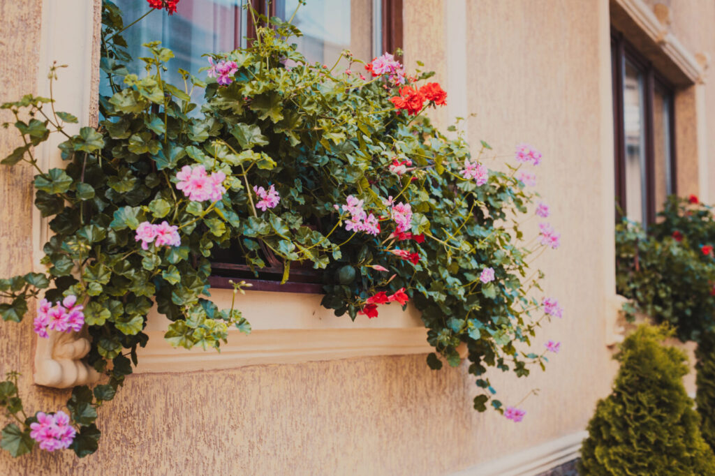 Muškáty / Foto: Depositphotos