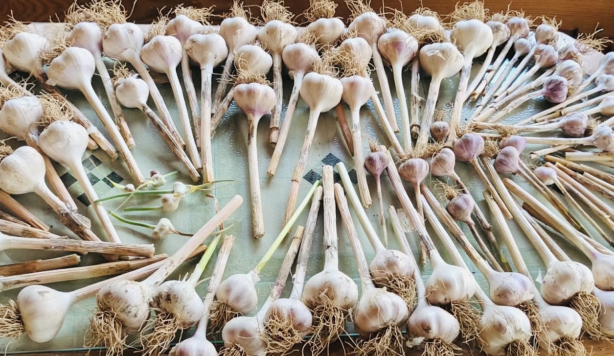 Sušení česneku / Foto: Pestrazahrada.cz