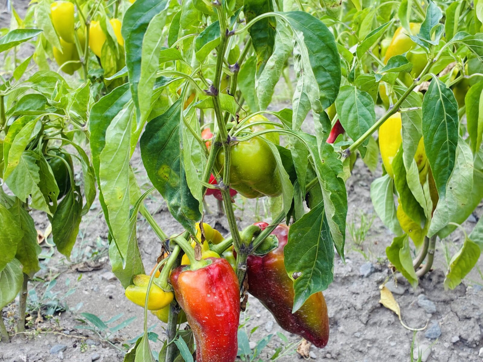 Paprika / Foto: Pestrazaharada.cz