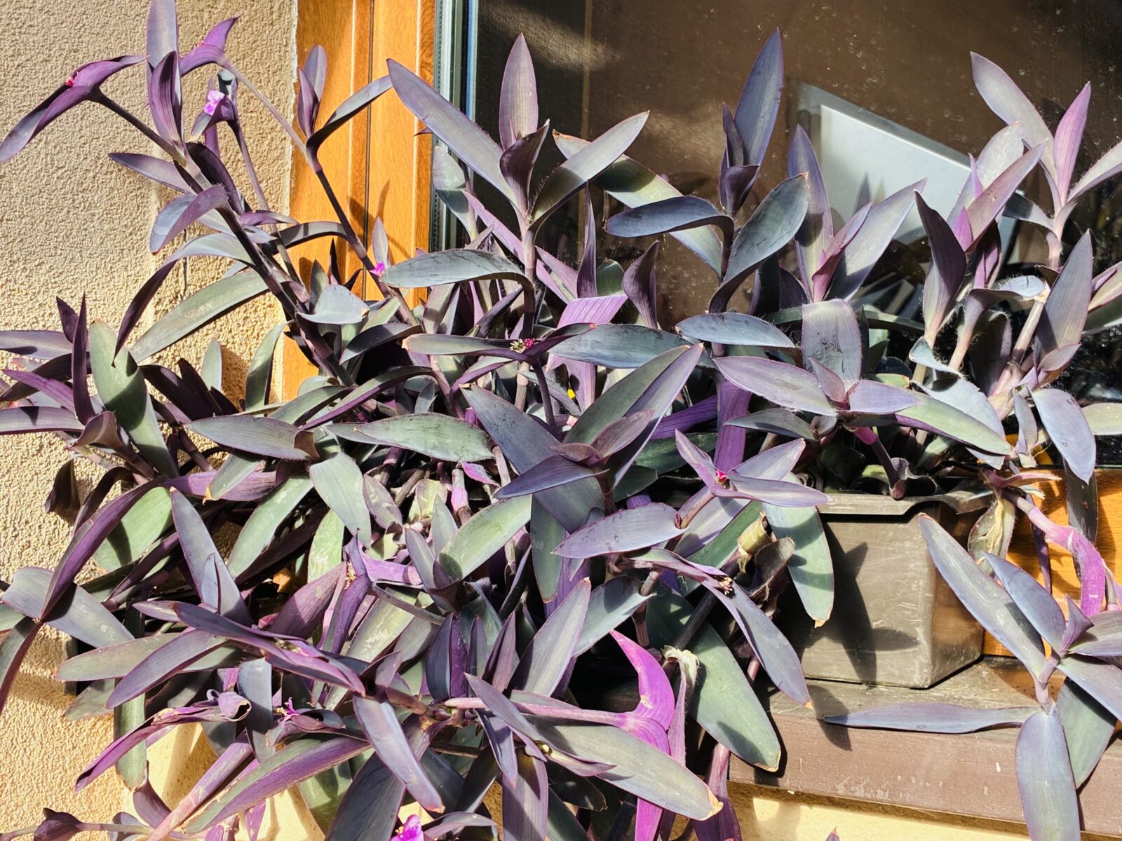 Tradescantia pallida / Foto: Pestrazahrada.cz