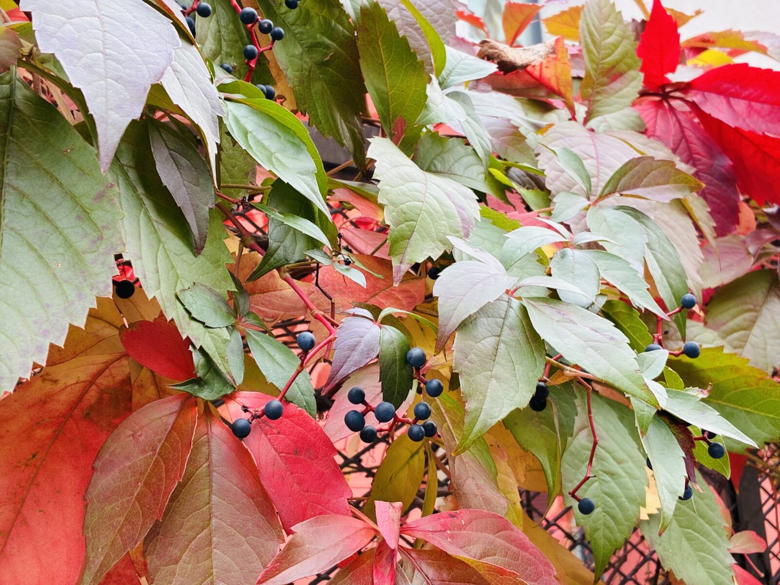 Loubinec popínavý / Foto: Pestrazahrada.cz