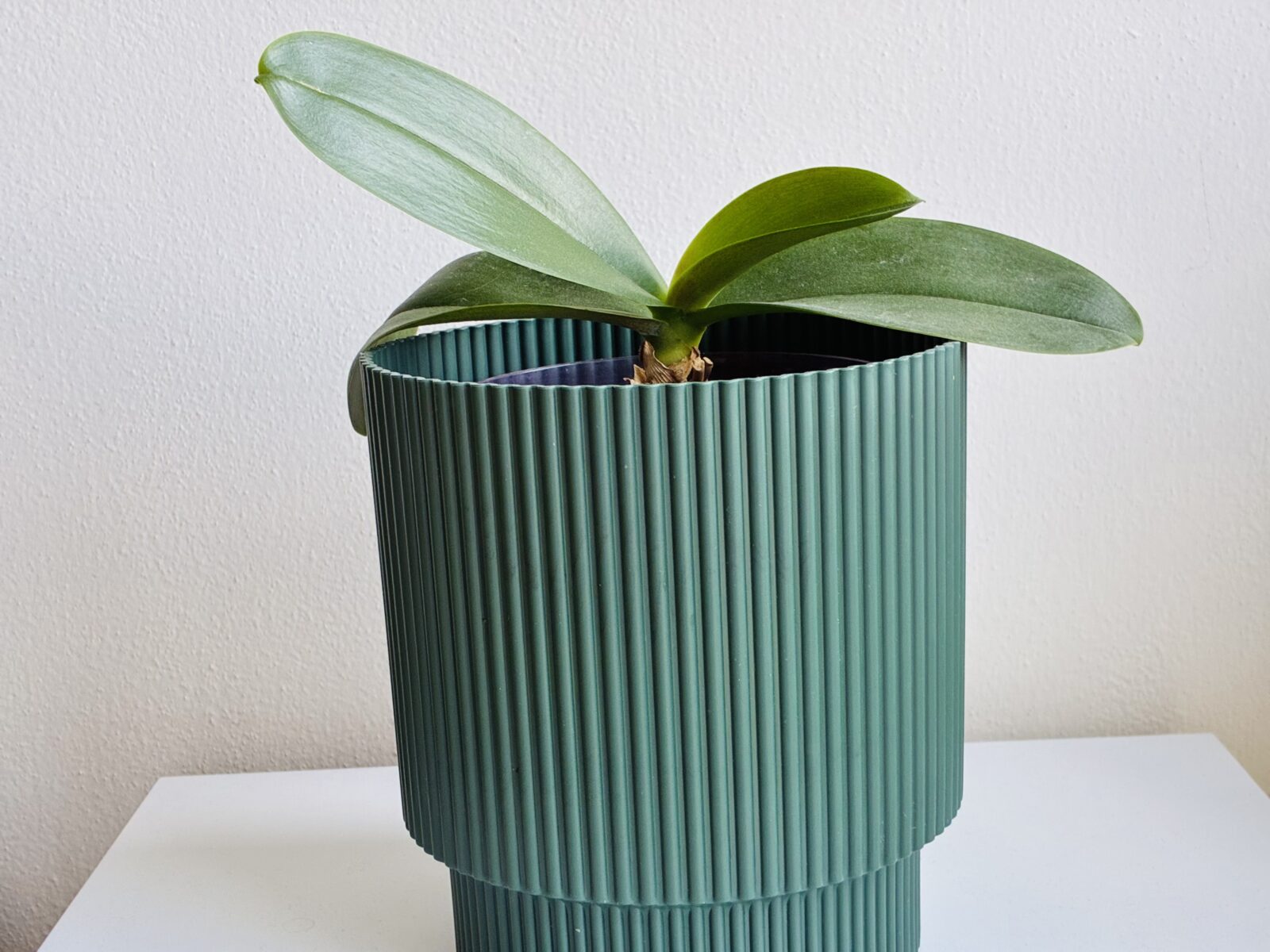 Orchidej která nekvete / Foto: Pestrazahrada.cz