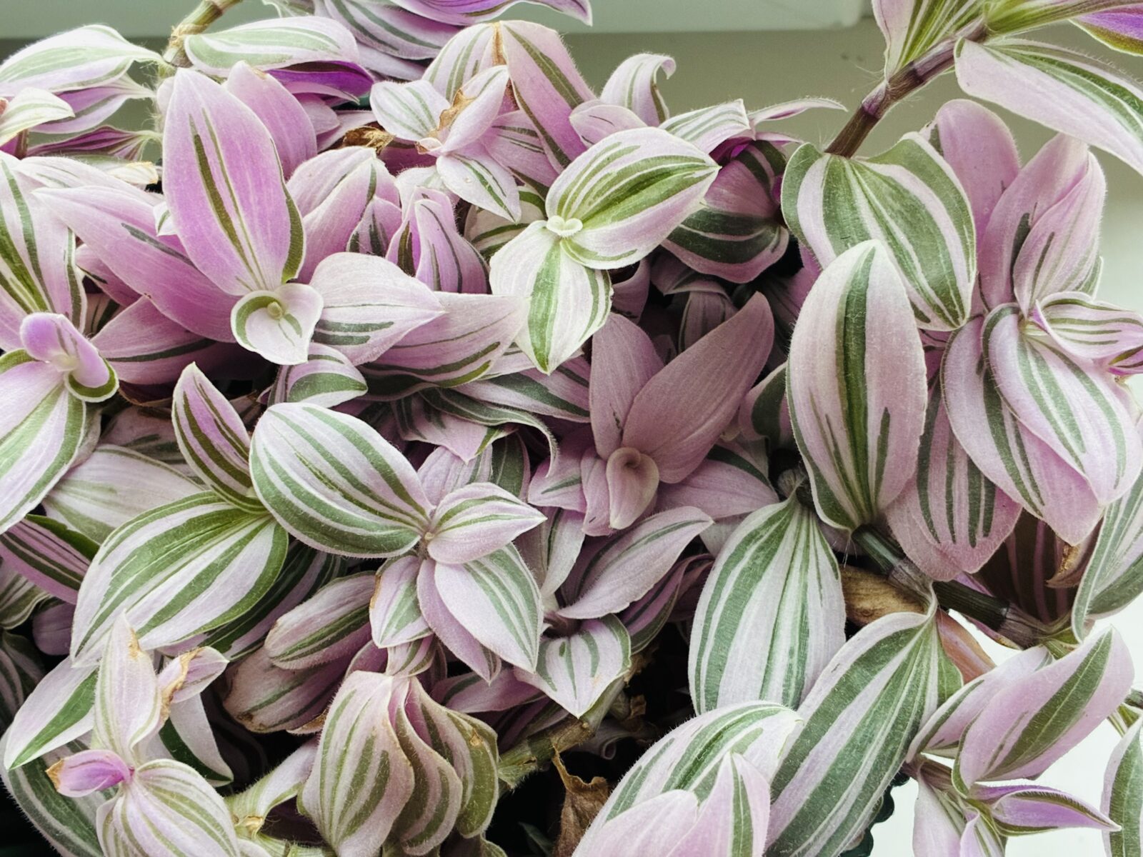Tradescantia fluminensis / Foto: Pestrazahrada.cz