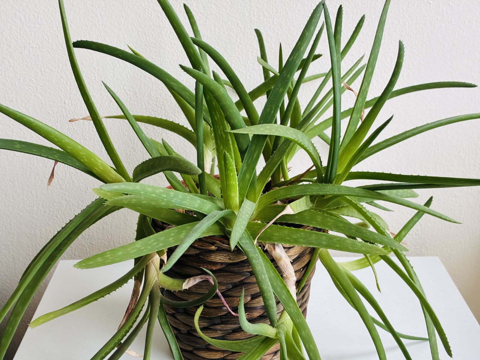 Aloe Vera / Foto: Pestrazahrada.cz