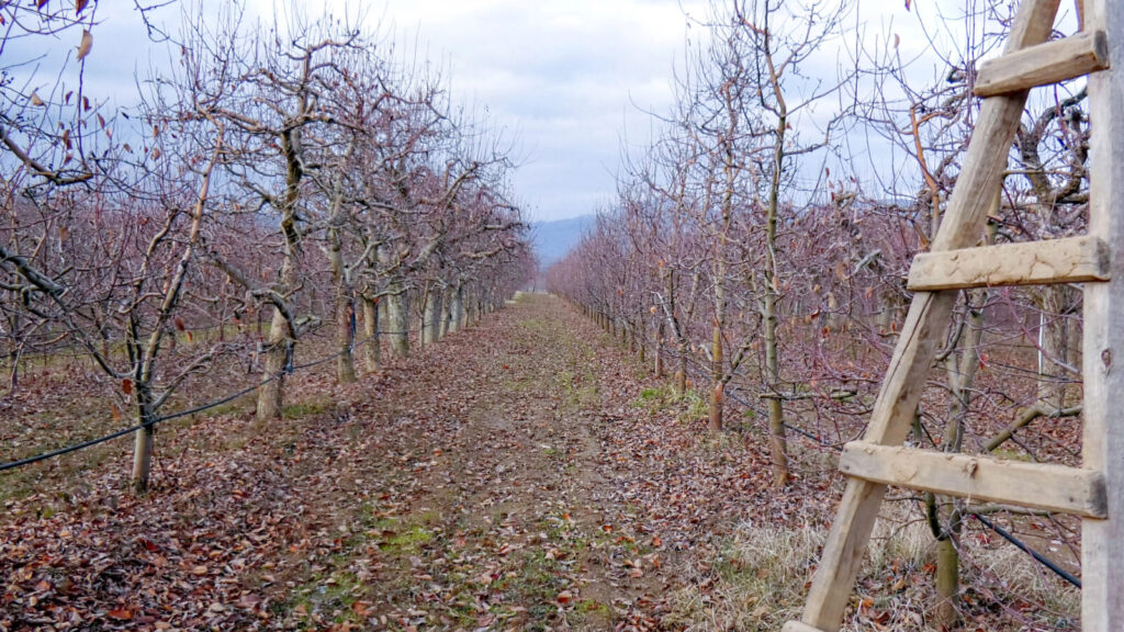 Jabloně na podzim / Foto: Depositphotos