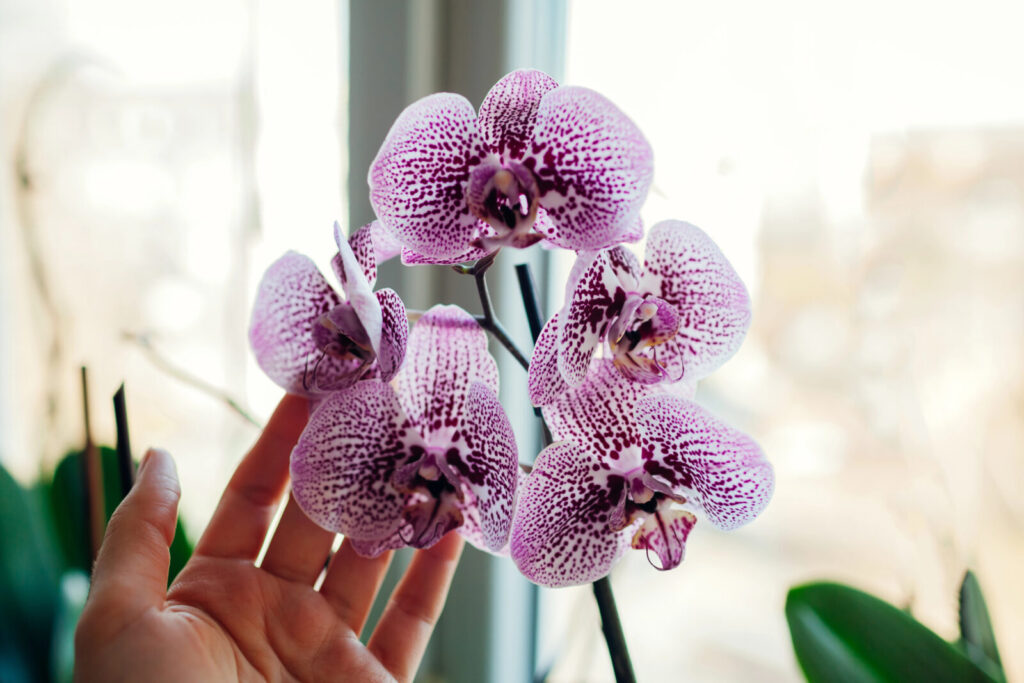 Orchidej / Foto: Depositphotos