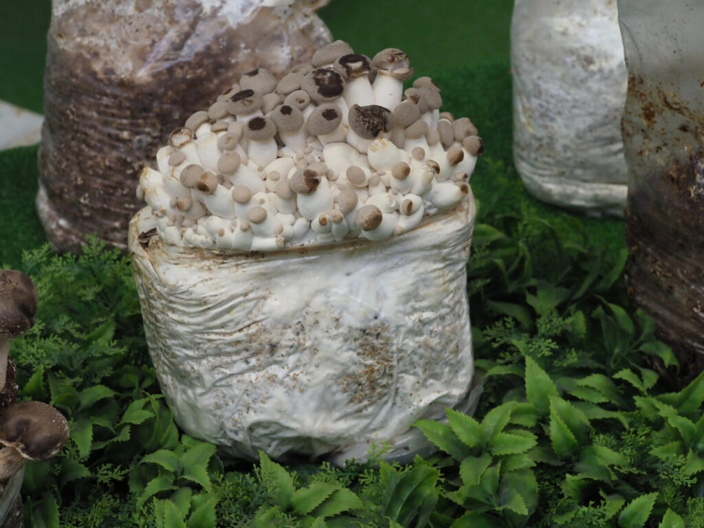 Pěstování shitake / Foto: Depositphotos