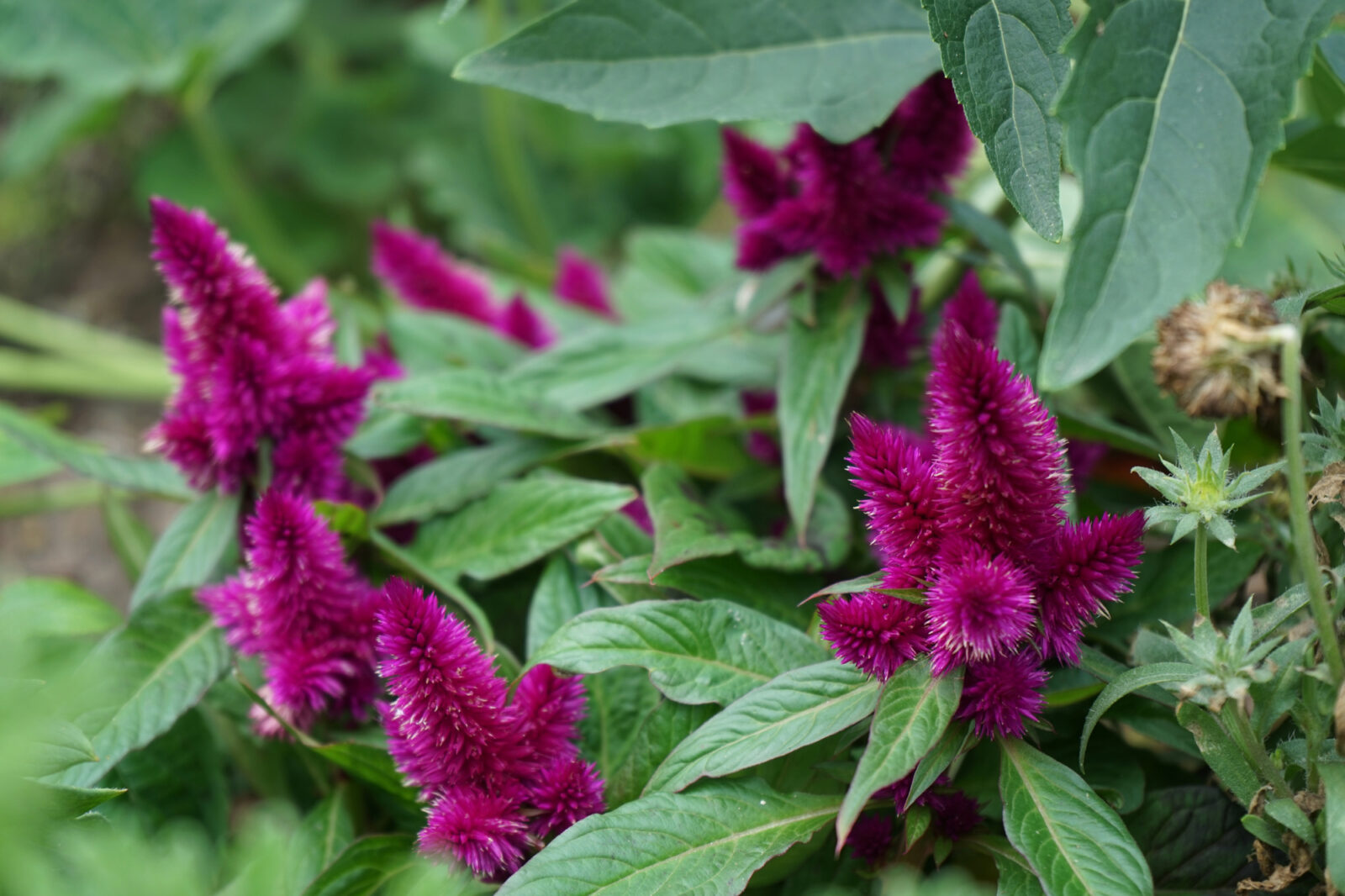 Celosia spicata / Foto: Depositphotos
