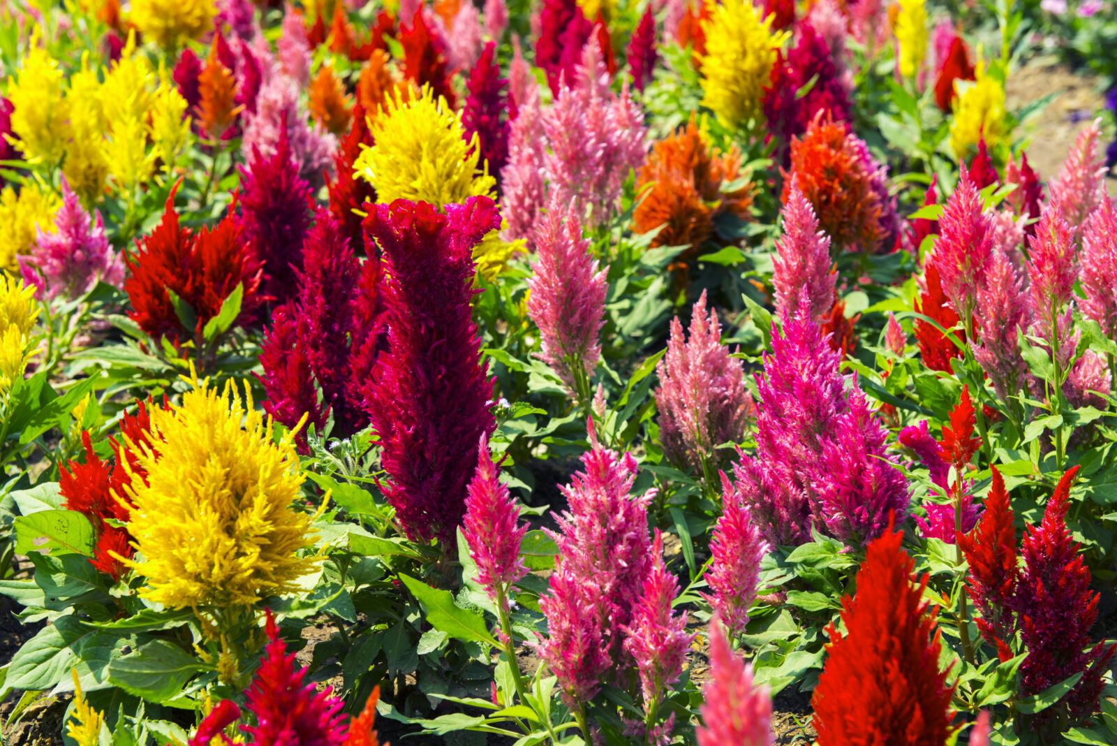 Celosia cristata / Foto: Depositphotos