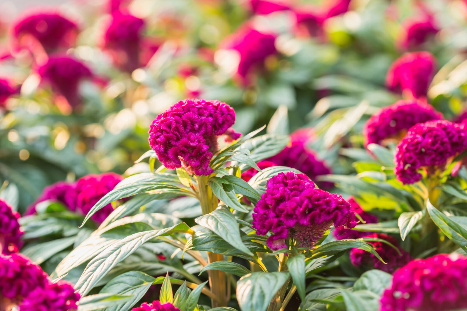 Celosia argentea / Foto: Depositphotos