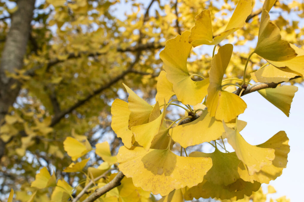 Ginkgo biloba / Foto: Depositphotos