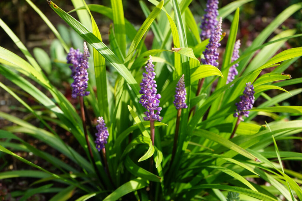 Liriope modřencová / Foto: Depositphotos