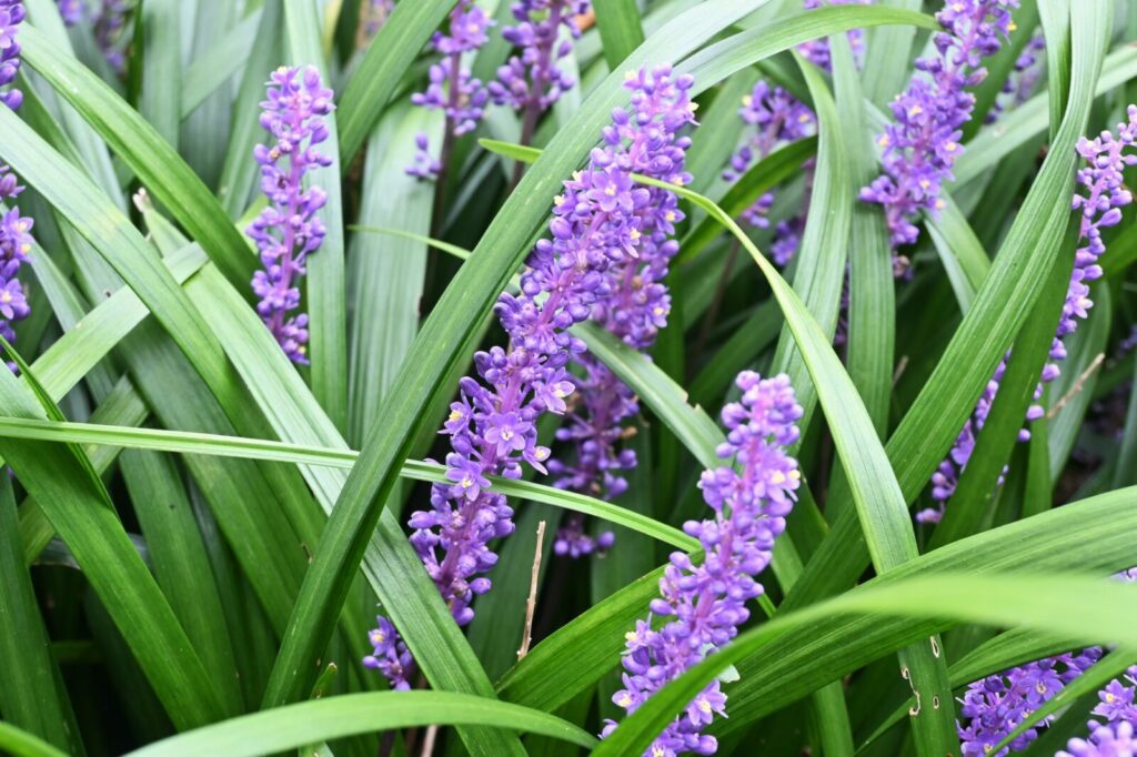 Liriope modřencová / Foto: Depositphotos