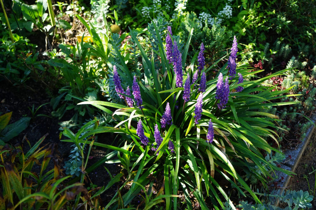 Liriope modřencová / Foto: Depositphotos