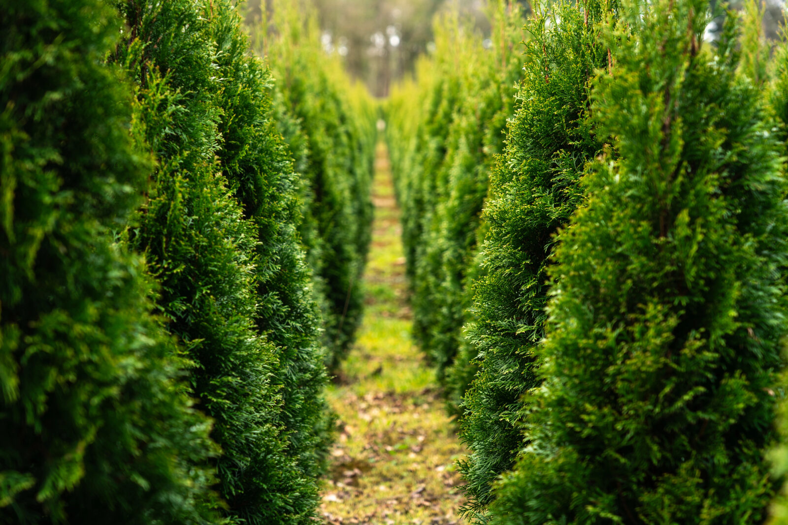 Thuja / Foto: Depositphotos